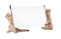 Two kittens with placard or banner