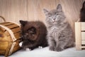Two kittens are played around a wooden box. Royalty Free Stock Photo