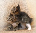 Two kittens playing