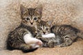 Two kittens playing Royalty Free Stock Photo