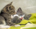 Two kittens playing Royalty Free Stock Photo