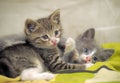 Two kittens playing Royalty Free Stock Photo