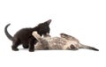 Two kittens playing and fighting Royalty Free Stock Photo