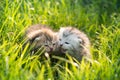 Two kittens playing on green grass Royalty Free Stock Photo