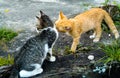 Two kittens are playing by licking each other, proof they love each other