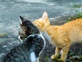 Two kittens are playing by licking each other, proof they love each other 2