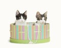 Two kitten inside a green striped hat box