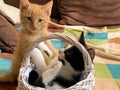 Two Cute little kitten planing