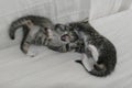 Two kittens playing on white background Royalty Free Stock Photo