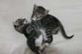 Two kittens playing on white background Royalty Free Stock Photo