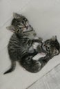 Two kittens playing on white background