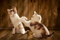 Two kittens are playing Royalty Free Stock Photo