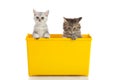 Two kittens playing in yellow box Royalty Free Stock Photo