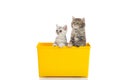 Two kittens playing in yellow box Royalty Free Stock Photo