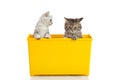 Two kittens playing in yellow box Royalty Free Stock Photo