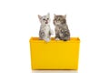 Two kittens playing in yellow box Royalty Free Stock Photo