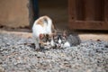 Two kittens on rocks Royalty Free Stock Photo