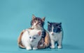 two kittens in a sack and one next to the bag on a turquoise background Royalty Free Stock Photo