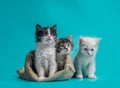 two kittens in a sack and one next to the bag on a turquoise background