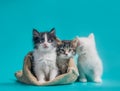 two kittens in a sack and one next to the bag on a turquoise background