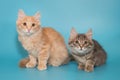 Two kittens sit side by side on a blue background Royalty Free Stock Photo