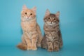 Two kittens sit side by side on a blue background Royalty Free Stock Photo