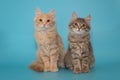 Two kittens sit side by side on a blue background Royalty Free Stock Photo