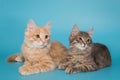 Two kittens sit side by side on a blue background Royalty Free Stock Photo
