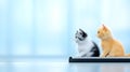 Two kittens sit side by side on a piano keyboard Royalty Free Stock Photo