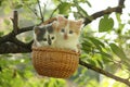 Two kittens sitting in the basket hanging on the tree Royalty Free Stock Photo