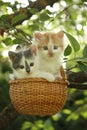 Two kittens sitting in the basket hanging on the tree Royalty Free Stock Photo