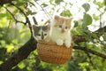 Two kittens sitting in the basket hanging on the tree Royalty Free Stock Photo
