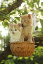 Two kittens sitting in the basket hanging on the tree Royalty Free Stock Photo