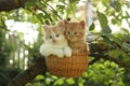 Two kittens sitting in the basket hanging on the tree Royalty Free Stock Photo