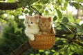 Two kittens sitting in the basket hanging on the tree Royalty Free Stock Photo