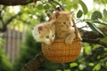 Two kittens sitting in the basket hanging on the tree Royalty Free Stock Photo
