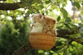 Two kittens sitting in the basket hanging on the tree Royalty Free Stock Photo