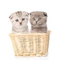 Two kittens sitting in a basket. Isolated on white background Royalty Free Stock Photo