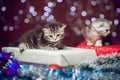 Two kittens sitting on Christmas gift box Royalty Free Stock Photo