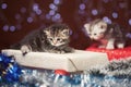 Two kittens sitting on Christmas gift box Royalty Free Stock Photo