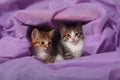 Two kittens sitting in cozy purple drapery burrow