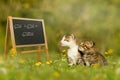 Two kittens sitting in front of a blackboard in meadow Royalty Free Stock Photo