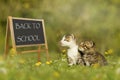 Two kittens sitting in front of a school blackboard in meadow