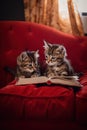 Two kittens sitting on a red couch reading a book. Generative AI image. Royalty Free Stock Photo