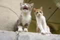 Two Kittens Sitting on a Step Royalty Free Stock Photo