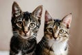 Two Kittens Sitting Together Royalty Free Stock Photo