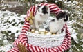 two kittens are sitting in a wicker basket with Christmas decorations on snowy grass. Preparing for Christmas Royalty Free Stock Photo