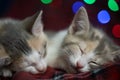 Two kittens sleep on a cozy checkered bedspread with New Year& x27;s garlands shining behind them. Cozy New Year& x27;s Eve.