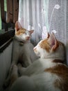 Two kittens sleeping behind curtains. So adorable.