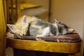 Two kittens sleeping on a chair. age 1 month Royalty Free Stock Photo